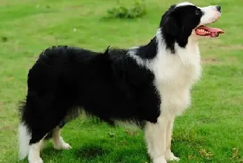 让边境牧羊犬养成健康饮食的好习惯(边境牧羊犬)