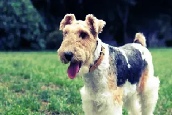 如何给刚毛猎狐梗剪毛(剪毛时切忌剪破犬的皮肤)