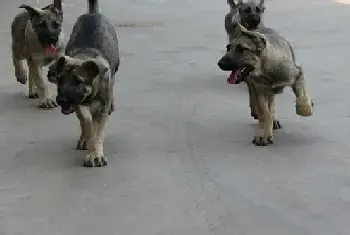 怎么处理狼狗的粪便,求大家支招(狼狗)