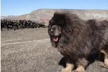 藏獒吃什么长得快 蛋白质和钙能有效促进藏獒生长(藏獒)