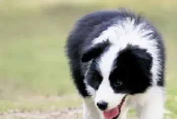 对边境牧羊犬进行饮食管理的绝佳方法(边境牧羊犬)