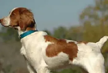 布列塔尼犬怎么养(要定期为它洗澡)