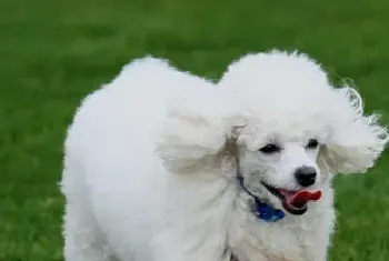 贵宾幼犬吃什么狗粮好(建议买优质的狗粮)