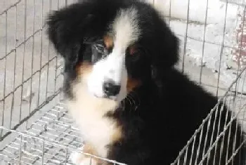 6个月的伯恩山犬尿很多正常么(伯恩山犬)