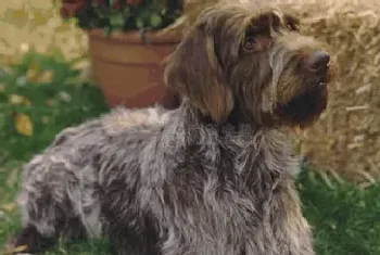 刚毛指示格里芬犬能长多大