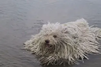 波利犬的毛怎么打理(波利犬梳毛时的注意事项)