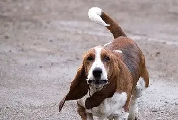 巴吉度猎犬好养吗(性格温顺喜黏人)