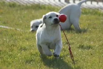 哺乳期的拉布拉多犬幼犬应该注意的喂养方法(拉布拉多)