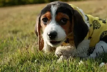 比格犬最近高烧一直不退寻求医治办法(比格犬)