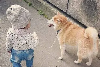 柴犬吃什么狗粮好呢(常规通用型狗粮即可)