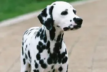 大麦町犬的形态特征(它的气质稳定而外向)