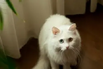 狮子猫吃什么?主要是以猫粮为主食