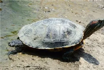 乌龟流鼻涕了怎么办?宠物龟流鼻涕的原因