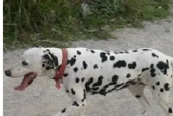 大麦町犬饲养(饲养大麦町犬绝对不能做的事)