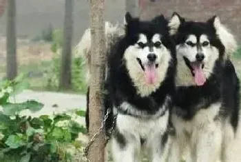 调配幼犬饮食 正确喂养阿拉斯加犬幼犬(阿拉斯加犬)