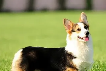 柯基犬能长多大?标准身材体形