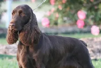 田野猎犬怎么养(注意水果少喂食)