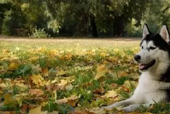 饲养阿拉斯加雪橇犬要注意预防夏季综合症(阿拉斯加犬)