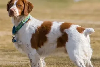 布列塔尼犬的形态特征(该犬体格强壮)