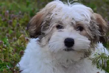 哈威那犬跑步速度(哈威那犬跑步速度如何)