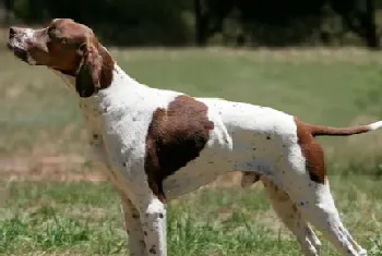 波音达猎犬的养护常识(老龄犬特别不耐寒)