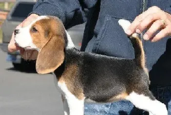 掌握比格犬饮食的重要习惯与方式(比格犬)