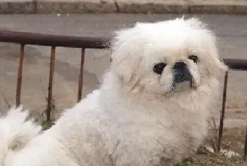 断奶饲养大全 如何轻松搞定京巴犬断奶问题(京巴狗)