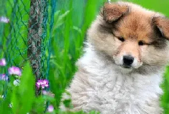 分析苏格兰牧羊犬患上肺炎的原因与医治方法(苏格兰牧羊犬)