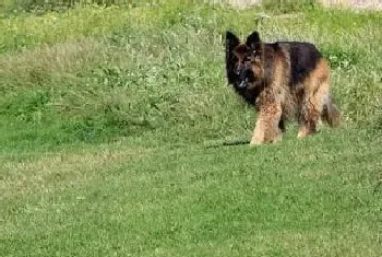 好犬应当这样训 怎样训练德国牧羊犬吠叫(德国牧羊犬)