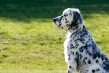 英国雪达犬的形态特征(颈部长而优美)