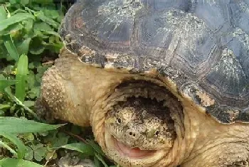 鳄龟怎么分雌雄(先来看看鳄龟排泄孔的位置)