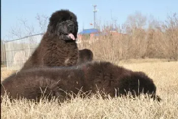 纽芬兰犬不喜欢喝水是为什么(纽芬兰犬)