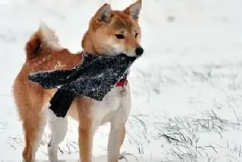 哪些方法是最适合秋田犬进行减肥的(秋田犬)