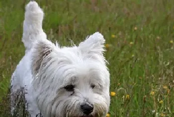 西施犬能吃多少(小型西施犬食量并不大)