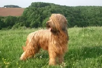 伯瑞犬哪里卖(最好去猫狗交易市场)