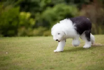 怎样合理的给古代牧羊犬补钙(古代牧羊犬)