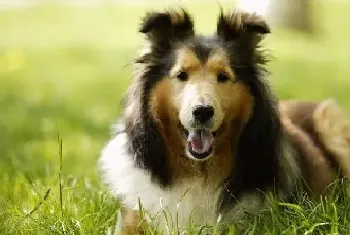 攻击性喜乐蒂犬幼犬改掉恶习三法则(喜乐蒂)