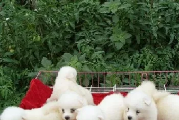 萨摩耶犬狗笼要多大(怎么挑选狗狗的笼子)