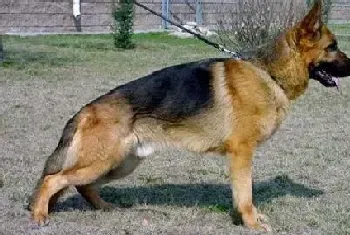 训狗要从小开始 听话的德国牧羊犬是怎样训练出来的(德国牧羊犬)