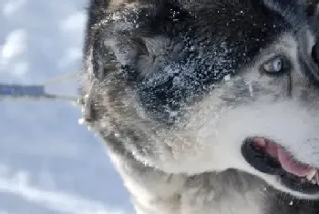 当阿拉斯加犬犯错的时候主人们应该怎么办(阿拉斯加犬)