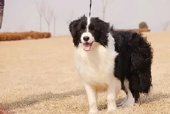 如何训练边境牧羊犬大小便?(教你几招常见方法)