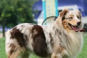 澳洲牧羊犬的日常护理(注意避免食物中毒)