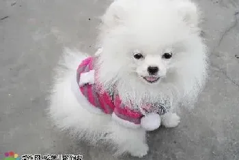 我家银狐犬为什么不会摇尾巴呢(银狐犬)