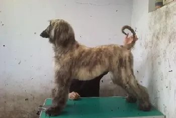 阿富汗猎犬感冒,发烧吃什么药好(阿富汗猎犬)