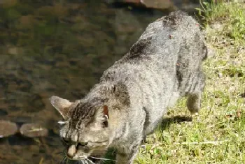 被猫抓伤红肿怎么办?可能是“猫抓病”