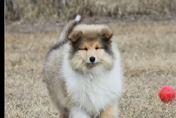 怎样做能够让苏格兰牧羊犬延年益寿(苏格兰牧羊犬)