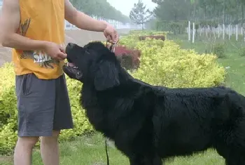 纽芬兰犬的养护常识(该去食量比较大)