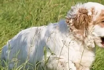 克伦伯猎鹬犬好养吗(幼犬饲养方法)