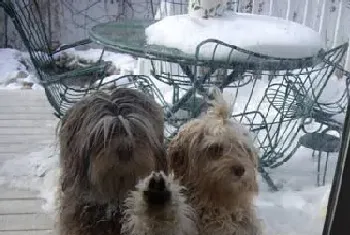 罗秦犬的特点(发育特点及其注意事项)