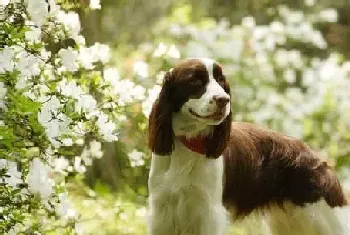 史宾格犬的特点(史宾格犬是大小适中的运动犬)